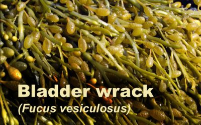 Can kelp and bladder wrack help solve the hypothyroidism pandemic?