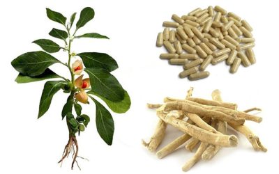 Thirty days of ashwagandha supplementing improves memory, attention and reaction time