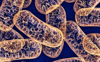 Get RAW with Your Mitochondria to Give Them a Boost