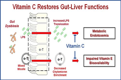 c-vitamin dysbiosis