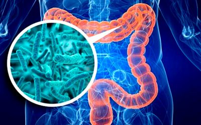 Quality of gut bacteria influences COVID-19 severity, according to new study