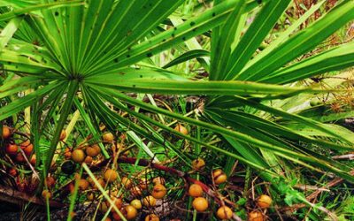 Study once again proves prostrate benefit of saw palmetto