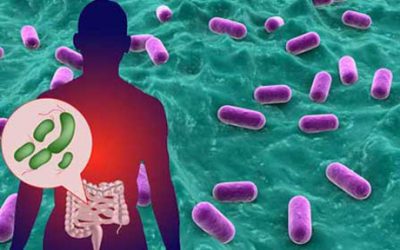 Probiotics lessen effects of stress through gut-brain axis according to study