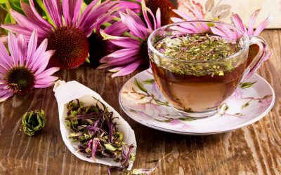 Introduction to Echinacea — America’s favorite immune building herb