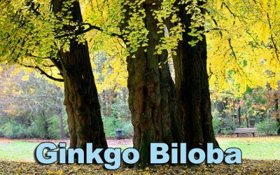 Ginkgo biloba—the oldest tree on earth may also be the oldest medicine