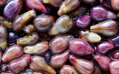 Three grape seed studies published in 2020 you should know about