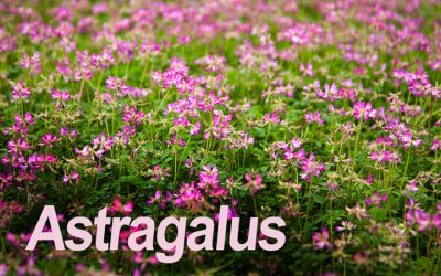 Astragalus ‘balances immune response’ in study on pro athletes