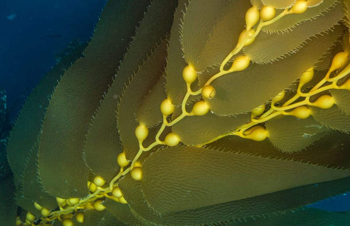 Kelp - the immune support gift to humans from the ocean - Optimal ...