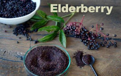 With pandemic censorship in decline, elderberry immune benefits can be reported again