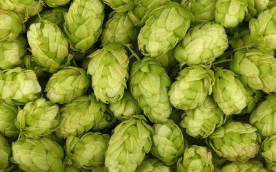Hops lowers pain and reduces pain-associated sleep disruptions, study finds