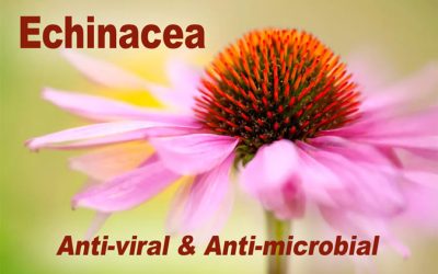 Clinical study supports antiviral effects of echinacea extract in relation to Covid-19