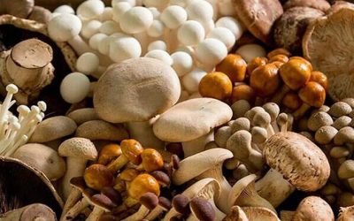 Studies show health benefits of mushrooms are amplified with synergistic blends