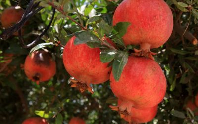 New studies reinforce why pomegranate extracts make a potent addition to nutritional supplements