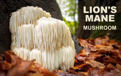 Australian study highlights cognitive benefits of Lion’s Mane—the ‘smart mushroom’
