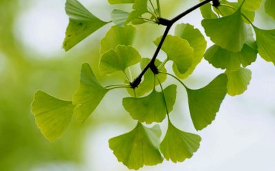 Researchers say the Ginkgo Biloba you take for energy also provides cardiovascular benefits