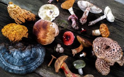 86 studies on mushrooms offer hope for preventing and treating cognitive decline