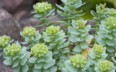 From fighting age-related diseases to improving depression—studies show benefits of Rhodiola
