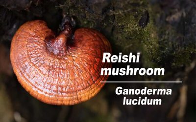 Pass Grandma the mushrooms: Study finds reishi extract improves immune function in older women