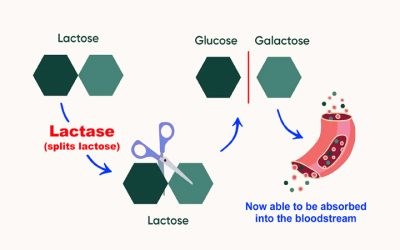 Lactase: the enzyme that provides relief for most people with lactose intolerance