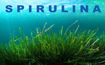 Spirulina eases muscle stress and boosts athletic performance, according to new Italian study