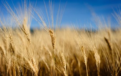 Phytase: the potent enzyme that can help you enjoy grains again