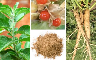 Study shows ashwagandha should be one of your go-to nutrients for holiday season stress