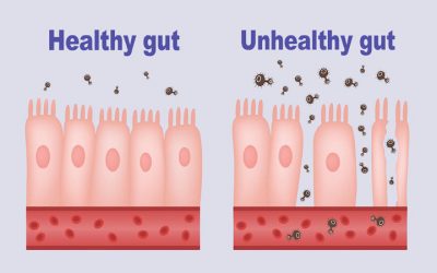 Glutamine supplementation improves gut health and immune defense within two weeks, study finds