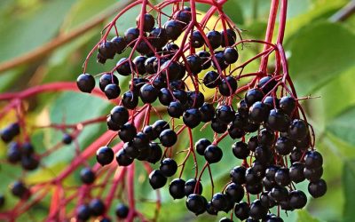 Elderberry: The world’s favorite immune boosting nutrient also proffers a fat-burning benefit