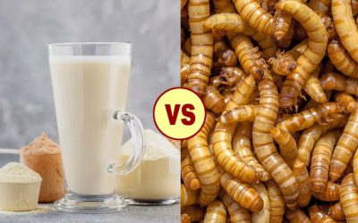 Mealworm larvae protein approved in the EU, but new study reinforces whey as a better protein choice