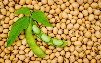 If you’re avoiding soy because you’re afraid of the “estrogen effect,” this study is for you