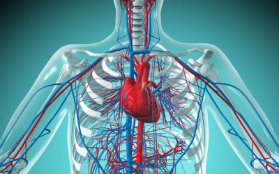 New study builds on established cardiovascular benefits of Vitamin K2