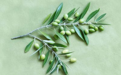 New study on olive leaf extract illustrates why it’s been a recognized health aid for millennia