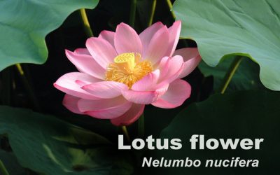 The amazing history and health benefits of lotus flower