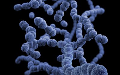 Gut Health and Microplastics: How Your Microbiome Helps Defend You