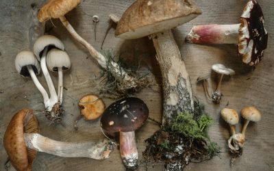 How Adaptogens Help You Handle Stress Better