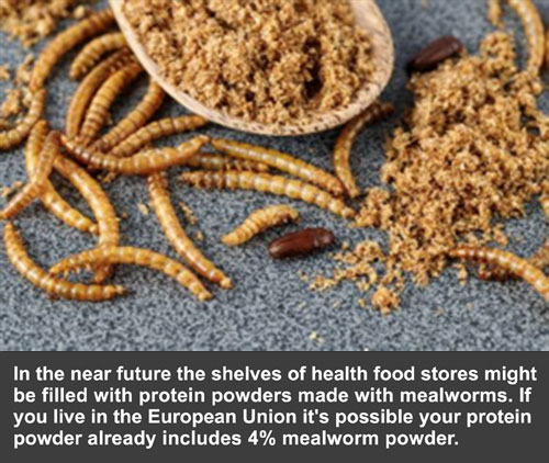 mealworm protein powder